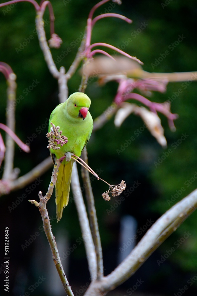 ワカケホンセイインコ3 Stock Photo Adobe Stock