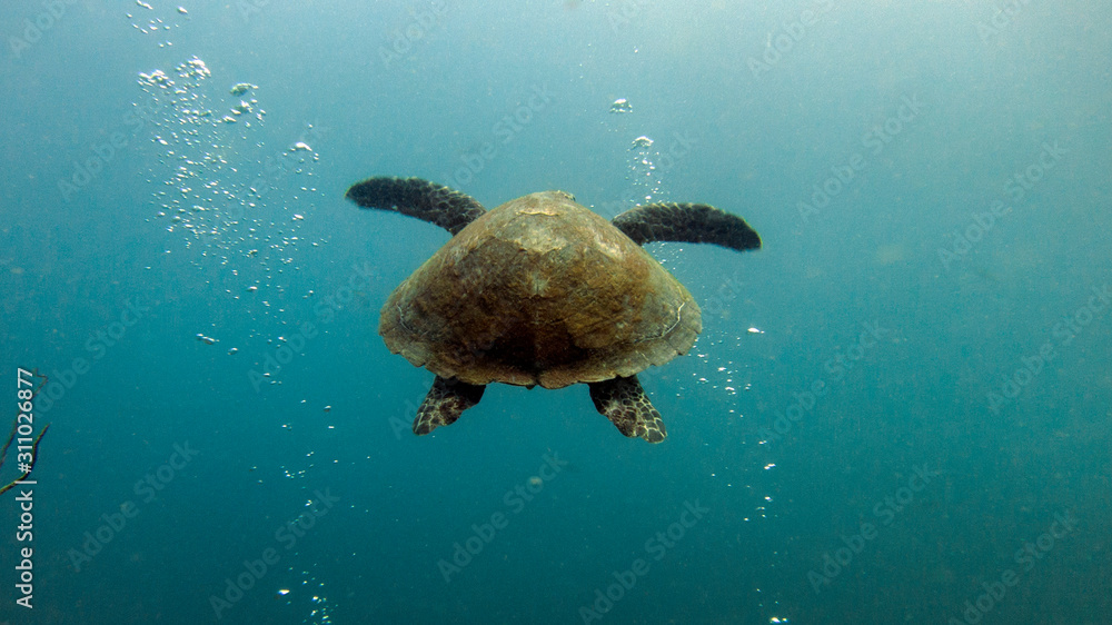 Tortue Tortue