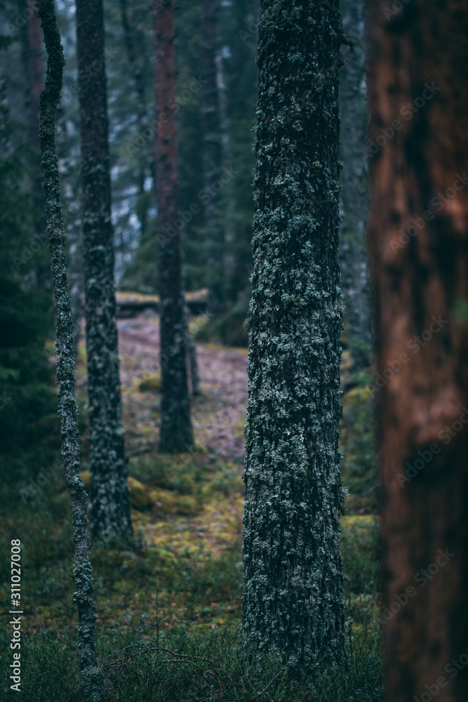 forest during a foggy winter morning. The fog is giving the forest a mystical atmosphere. forest during a foggy winter morning. The fog is giving the forest a mystical atmosphere.