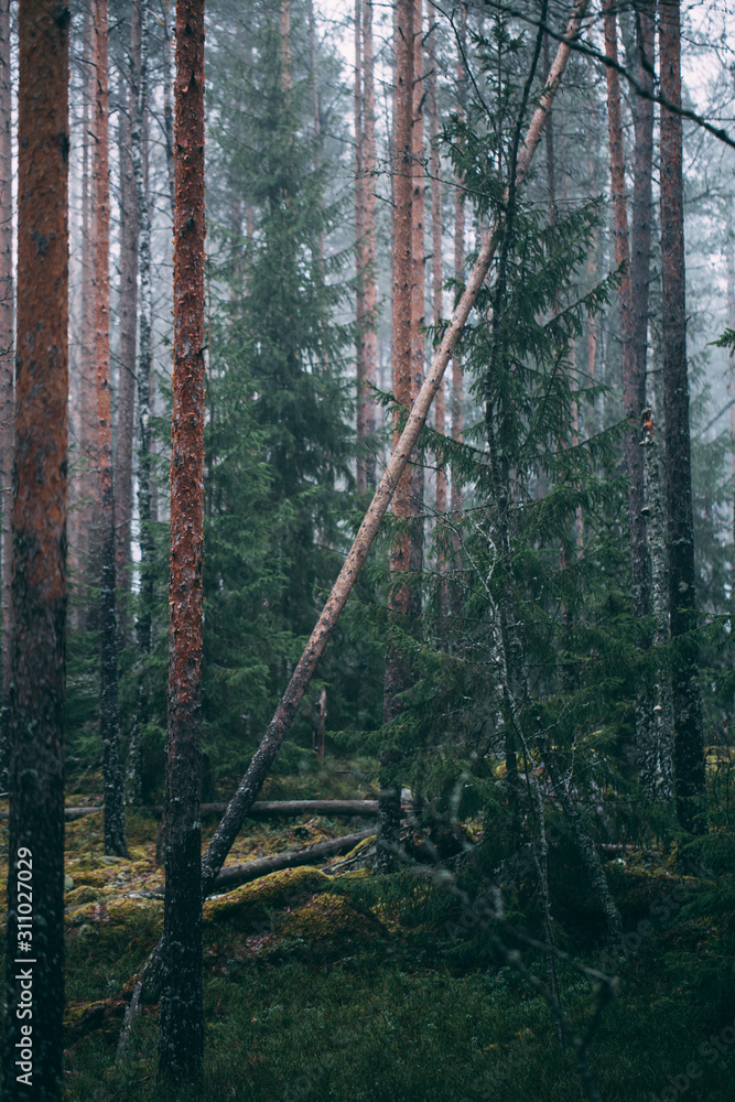 forest during a foggy winter morning. The fog is giving the forest a mystical atmosphere. forest during a foggy winter morning. The fog is giving the forest a mystical atmosphere.