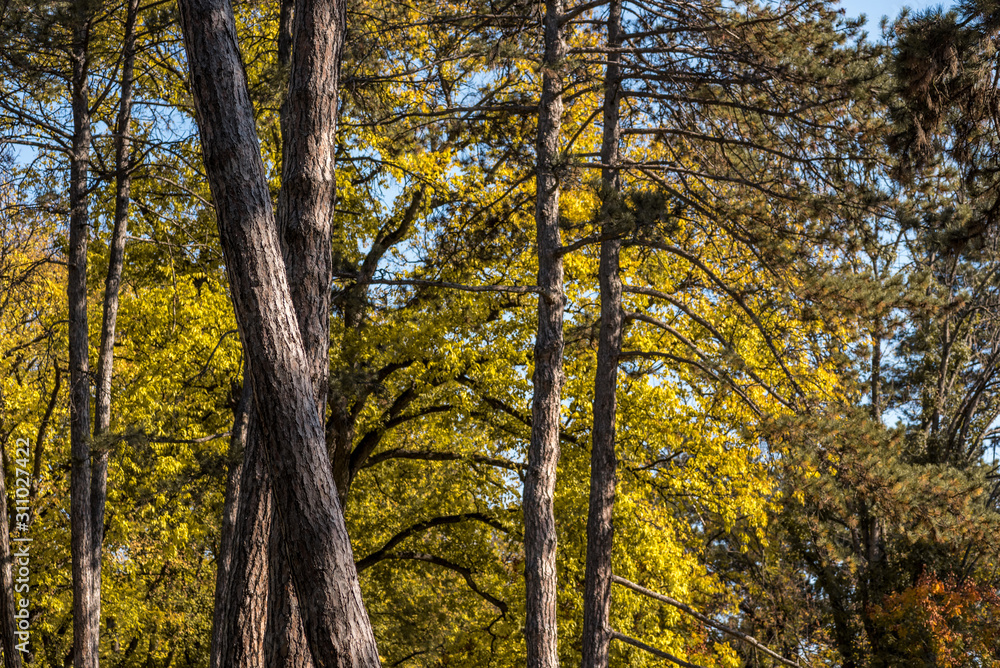 Fototapeta premium Autumn colors on the trees leaves in the nature