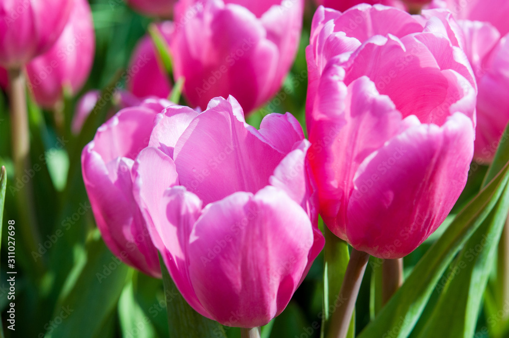 Obraz premium Closeup of pink tulips flowers with green leaves