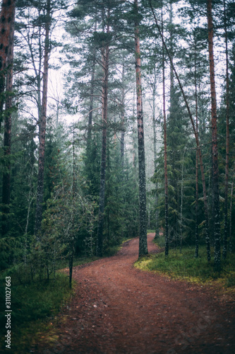 Wallpaper Mural forest during a foggy winter morning. The fog is giving the forest a mystical atmosphere. Torontodigital.ca