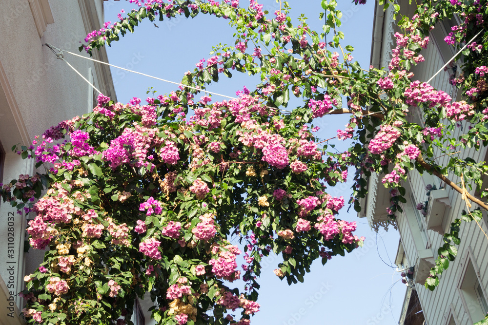 Fototapeta premium outdoor flowering plants between houses