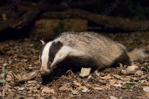 Badger touring the forest at night.