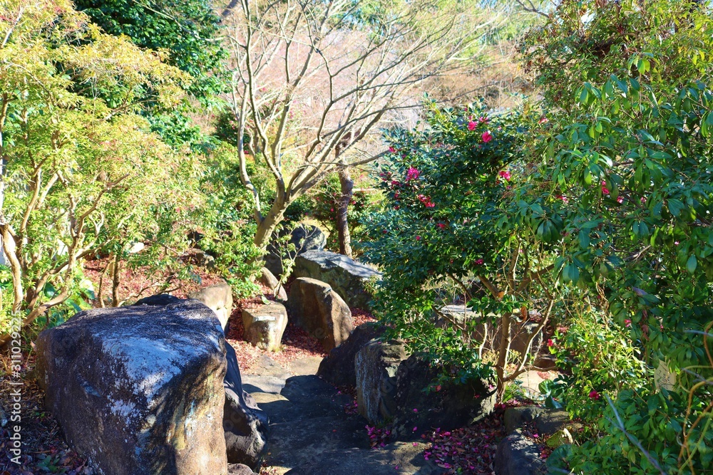 Obraz premium 秋 道 風景 庭