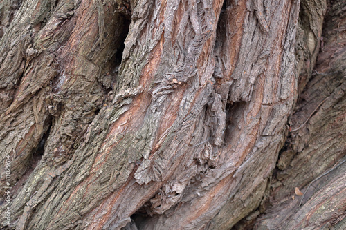 The textured surface of the bark of the old perennial deciduous tree