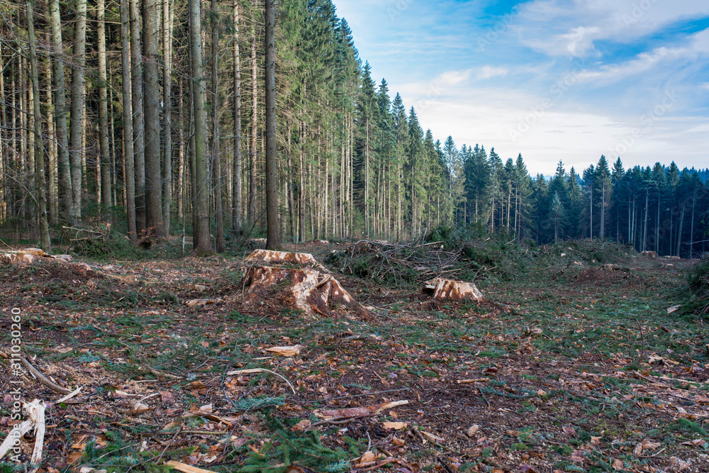 Freshly illegal cutted pine wood stumps in the pine forest, conceptual image of deforestation in the Carpathian mountains, Romania.