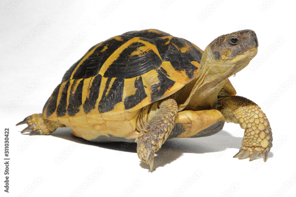Obraz premium Hermann tortoise in close-up isolated on a white background