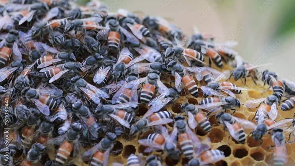 Close up view of the working bees on honey cells.Honeybee. Work bees in hive. Bees convert nectar into honey and close it in the honeycomb. Selective focus. Soft focus Close up view of the working bees on honey cells.Honeybee. Work bees in hive. Bees convert nectar into honey and close it in the honeycomb. Selective focus. Soft focus