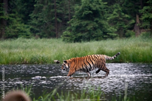 The Siberian tiger  Panthera tigris Tigris   or  Amur tiger  Panthera tigris altaica  in the forest walking in a water.