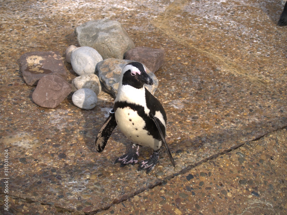 Fototapeta premium ANIMALS1