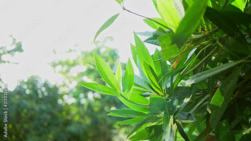 Natural tree leaves move slowly swayed by wind blow gives relaxing & romantic feel. Green environment concept. Natural tree leaves move slowly swayed by wind blow gives relaxing & romantic feel. Green environment concept.
