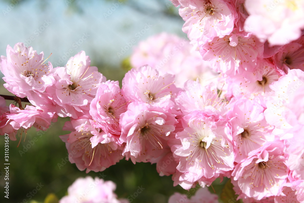 Fototapeta premium Blooming white-pink cherry blossom on a beautiful blue background