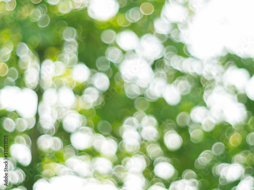 abstract nature background green bokeh from tree