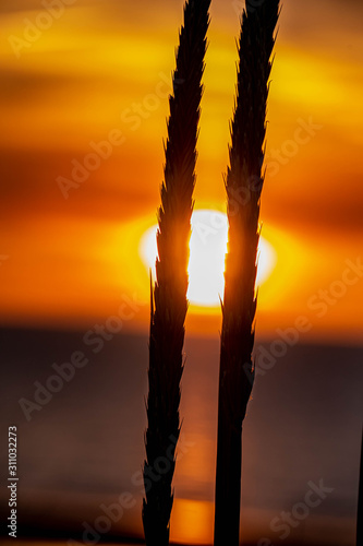 Closeup of marram grass in the foreground with dramatic sky and sun setting into slightly tilted horizon of the ocean