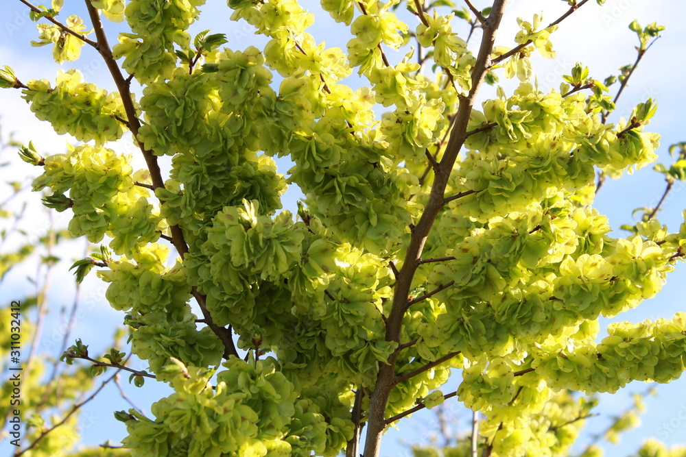 Fototapeta premium Beautiful green branches in macro shot on a blue background