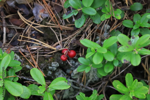 Berries of cranberries in the autumn forest