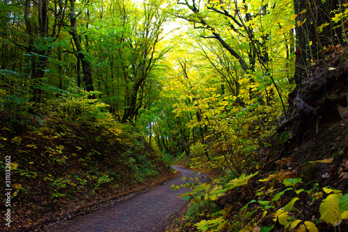 Green foliage on a tree in a forest