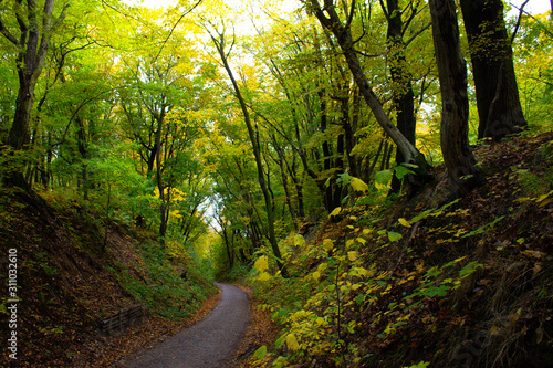 Old forest road among green trees