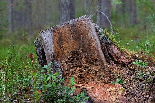 Close-up stump in autumn forest