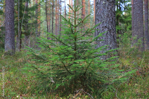 A little herringbone in the main forest