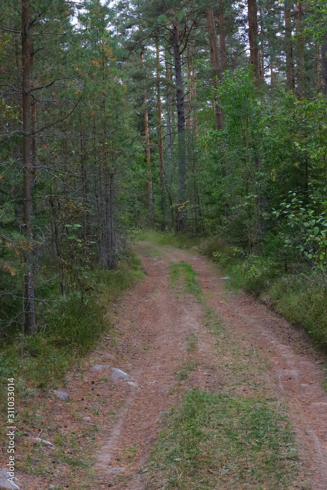 Natural forest road earthen road, gauge