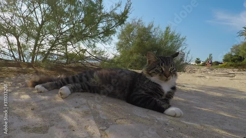 Holidays in Cyprus. The cat basks in the shade of a bush near the beach on the coast of Cyprus. 