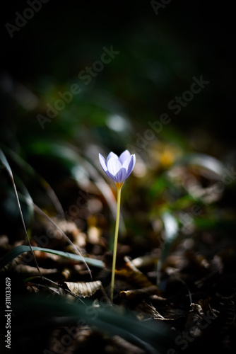 flower in the forest