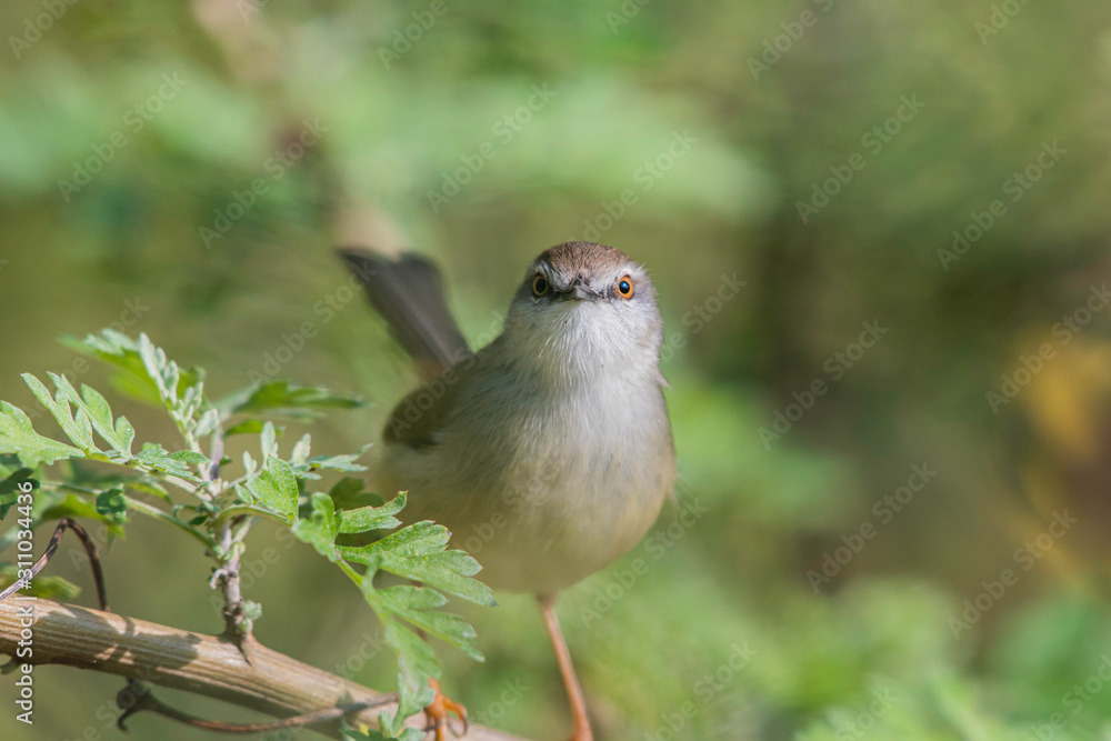 Obraz premium Plain priniya on a branch