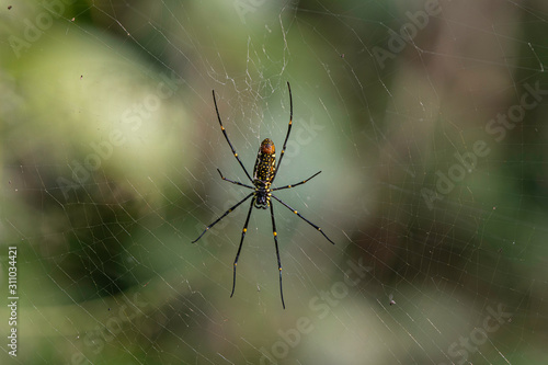 spider on web