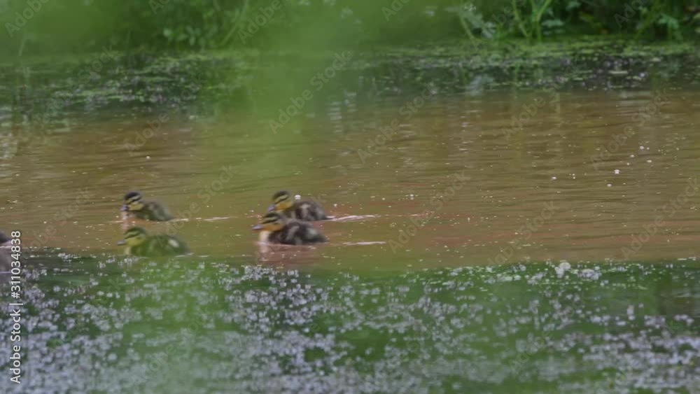 Mallard mother swimming with her chicks on garden pond Mallard mother swimming with her chicks on garden pond