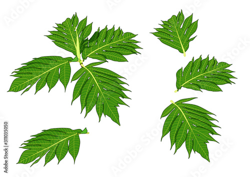 Green Leaves breadfruit fresh abstract isolated on white background illustration vector photo