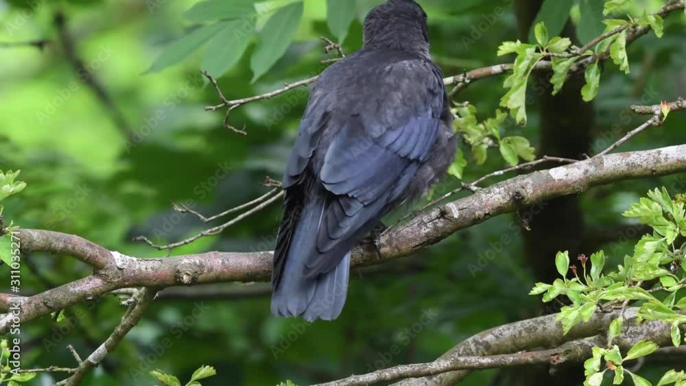 Jackdaw fledgeling rear view preening Jackdaw fledgeling rear view preening