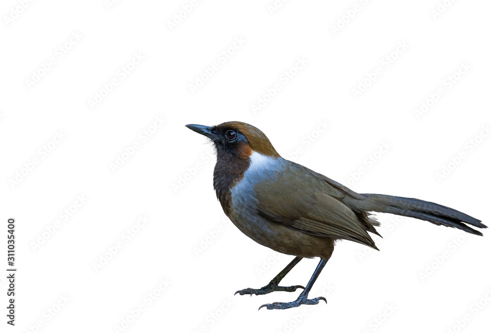 White-necked Laughingthrush bird on white background. White-necked Laughingthrush bird on white background.