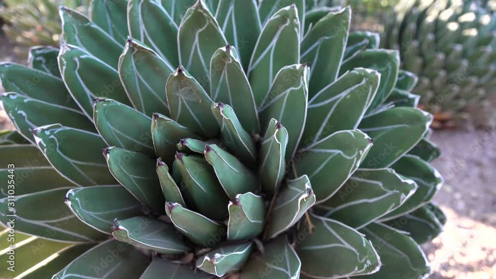 Big agave with white stripes on the leaves. Arizona Phoenix Botanical Garden Big agave with white stripes on the leaves. Arizona Phoenix Botanical Garden