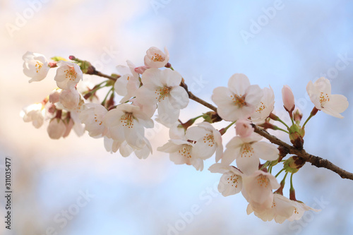桜（ソメイヨシノ）	