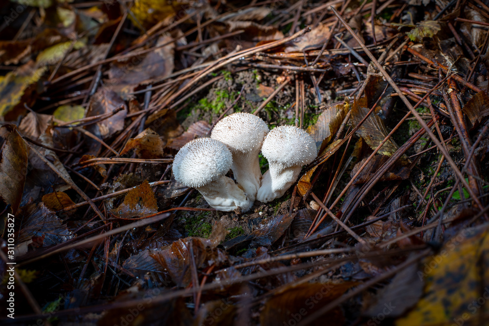 very beautiful mushrooms in the forest very beautiful mushrooms in the forest