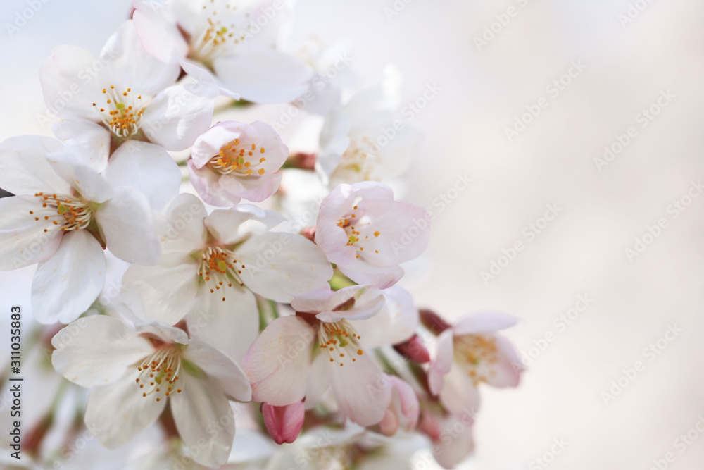 桜(ソメイヨシノ) 桜(ソメイヨシノ)