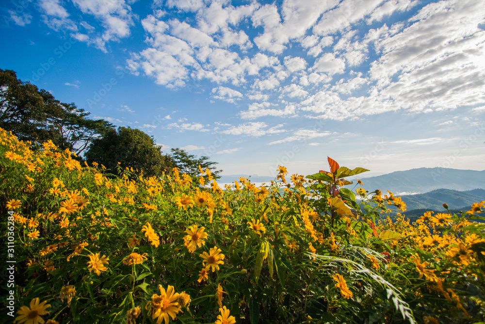 Sunflower blooming with beautiful sky and cloud landscape at Doi Hua Mae Kham at Chiang Rai, Thailand. Sunflower blooming with beautiful sky and cloud landscape at Doi Hua Mae Kham at Chiang Rai, Thailand.