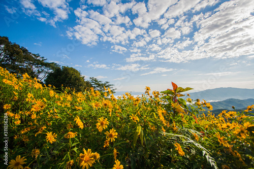 Sunflower blooming with beautiful sky and cloud landscape at Doi Hua Mae Kham at Chiang Rai  Thailand. 