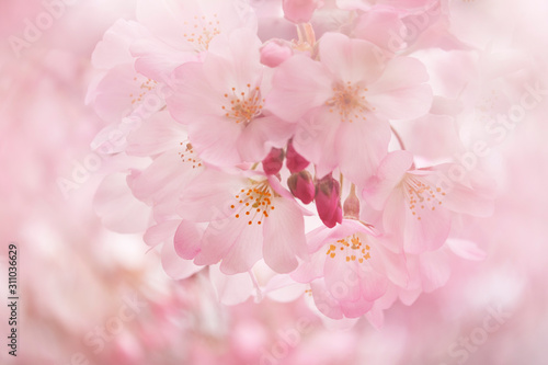 桜（ジンダイアケボノ）