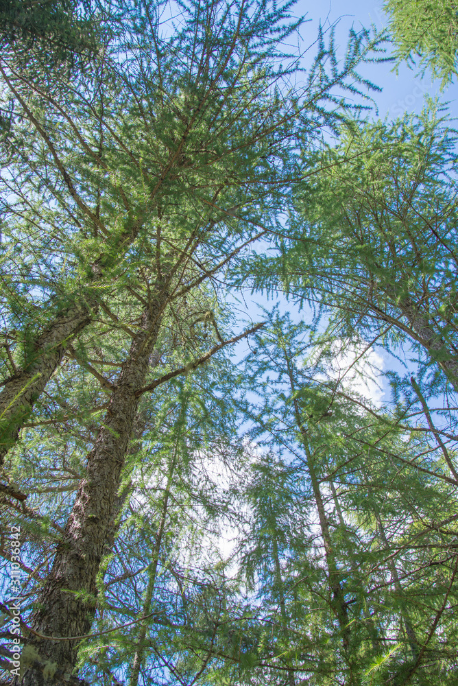 High trees in forest in a vertical pic with blue sky on the background High trees in forest in a vertical pic with blue sky on the background