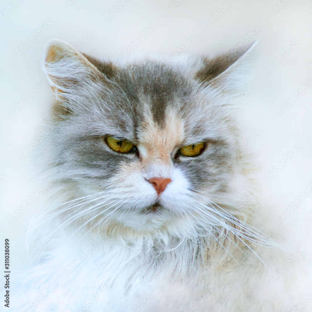cat fluffy, gray, fur, portrait.