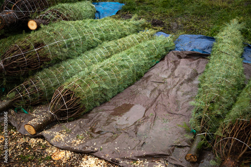 Bundles of tied Christmas trees on a tarp at a parking lot tree stand