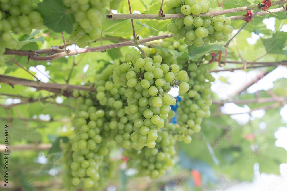 Close up young green grape in champagne vineyards, Bunches of ripe grapes before harvest. 