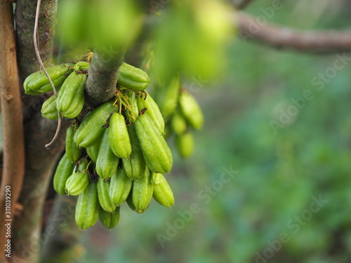 Averrhoa bilimbi, Oxalidaceae, Bilimbi, Bilimbing, Cucumber Tree green fruit