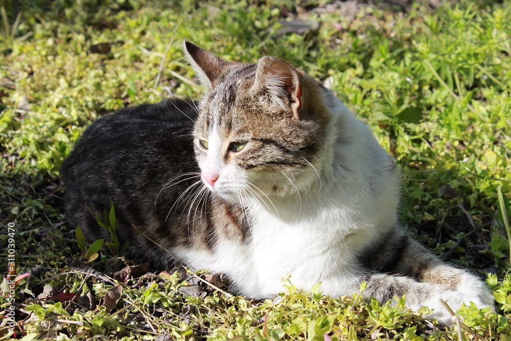 Beautiful cat lies on green grass in the garden