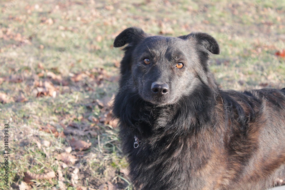 Fototapeta premium Portrait of a black fluffy dog in the park.