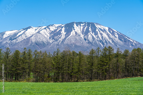 Beauty nature view, snowcapped mountain range in background, forest and green grassland in foreground with clear blue sky in springtime season sunny day morning, beauty rural natural landscape scene